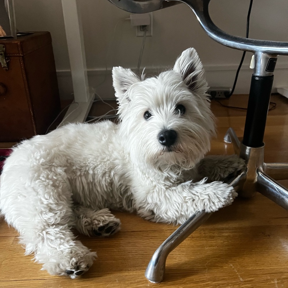 Meet your Posher, Molly
